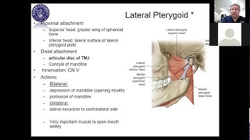 Introduction to PTA Review 13 - Muscles 1