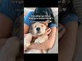 Everything I got before bringing my puppy home #natpat #goldenretriever #sponsored #puppy #dogs