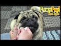 《超ブサかわパグ動画》 うちのパグ 犬の歯磨きは、こうやります。嫌がって、大いに怒ります!『おまめ日記』犬だって、寝る前に歯磨きをするんです。