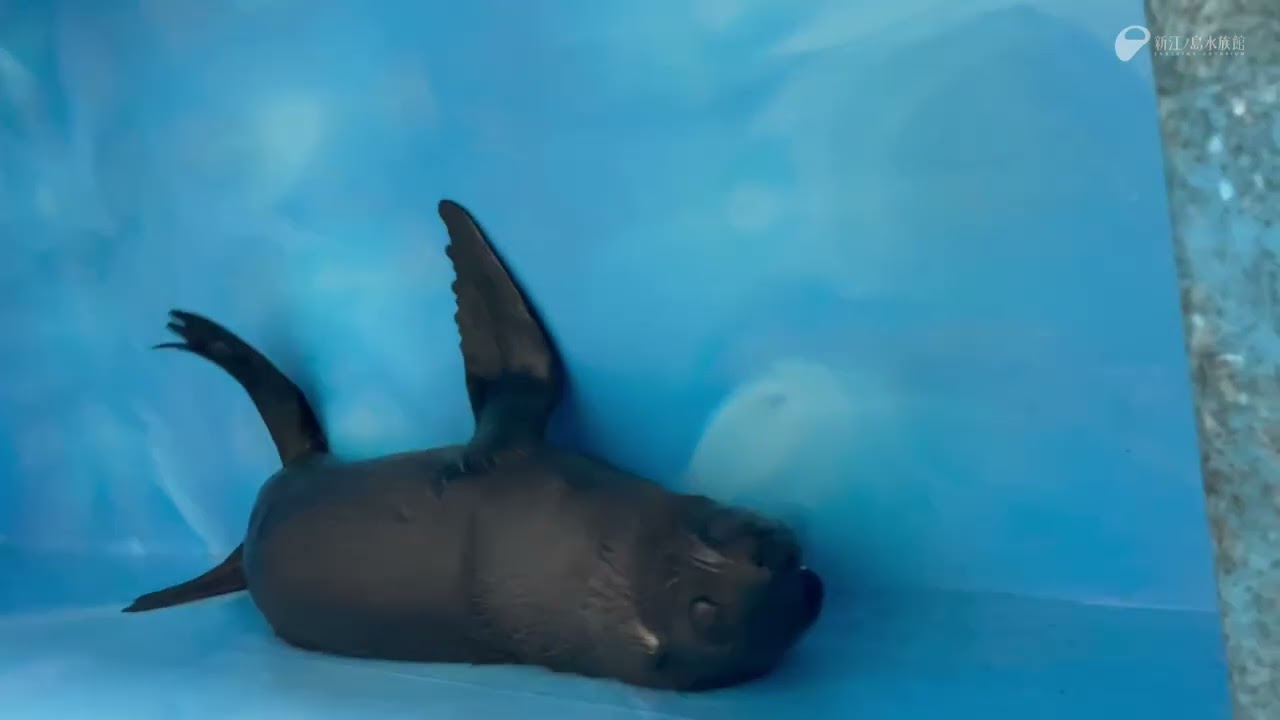 アトム」と「ライム」 | えのすいトリーター日誌 | 新江ノ島水族館