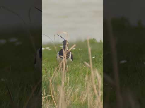 A handsome Lapwing displays his finery in the wind