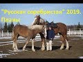 Планы и перспективы проекта "Русская серебристая" на 2019 год