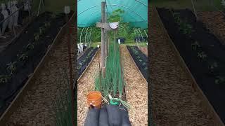 Tunneltour Juni 2926 #gardening #marketgardening #garden #selbstversorger #diy