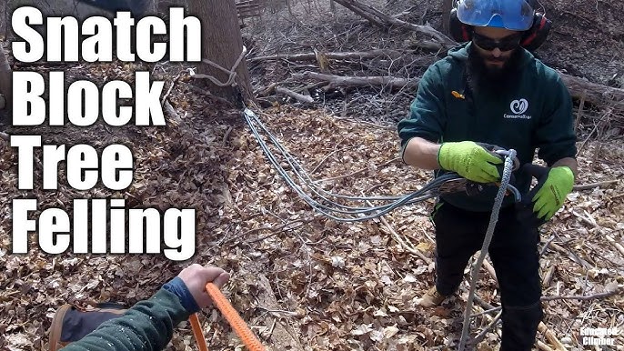 Felling Trees with Block and Tackle 