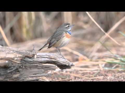 นกคอมรกต Bluethroat