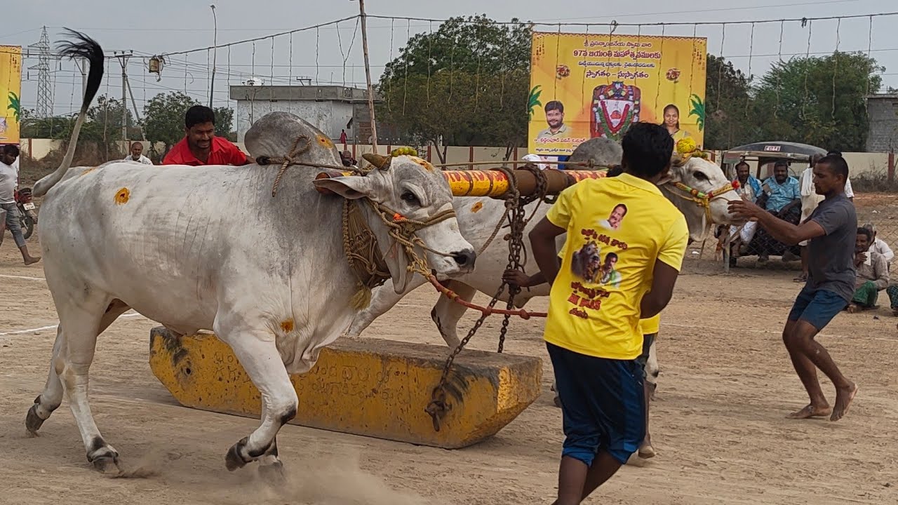 ఆకుల గణపవరం న్యూ కేటగిరి 7 వ జట RK BULLS & సుఖవాసి సతీష్ బాబు గారు