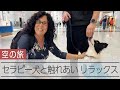 イスタンブール空港に「セラピー犬」　空の旅でリラックス