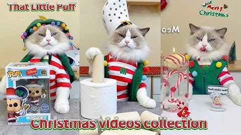 🎄🐾 Puff's Christmas Compilation is here!