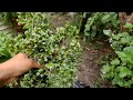 como cosechar oregano organico // super facil