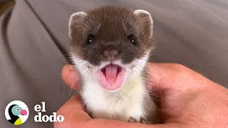 Te presentamos a una criatura adorable: una armiño | Pequeño y Valiente | El Dodo