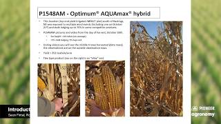 Pioneer® P1548AM™: Introduction to Optimum® AQUAmax® Hybrids