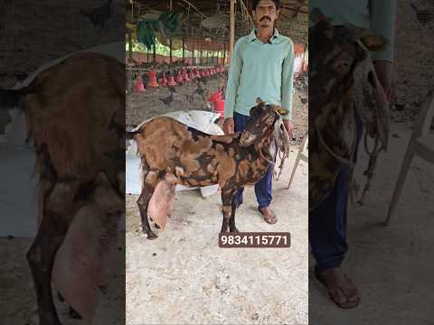 Big Size Full Milking Sirohi At Waluj