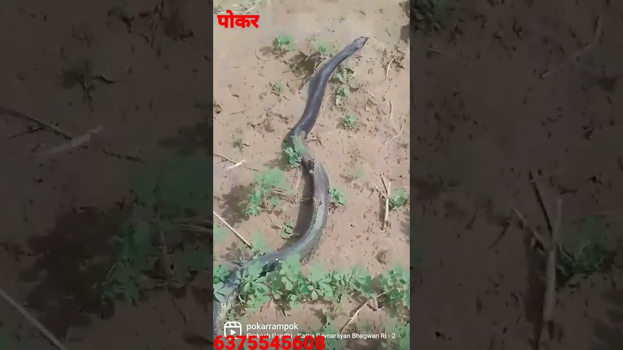 ,🌹🥀PGJK🌹🥀🥀PGJK🥀💖💖🌷🌷❣️❣️❤️❤️❤️💔💗💗💗PGJK♥️♥️💘🌹🌹🦜🦜🦜🌹🌹🌹🌹🌹🌹🌹🌹🌹🌹🌹🌹🌹🌹🌹💓💓💓💓PGJK💓💓💓💓💓💓💓💓🌹🌹🌹🌹🌹💓🌹🌹🫖💘💘