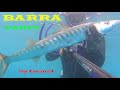 Due barracuda in acqua bassa - Pesca subacquea in apnea - Spearfishing Gemel