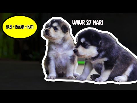 Video: Penjagaan Kekuatan: Cara Memberi Makan Anak Anjing Besar Dengan Betul