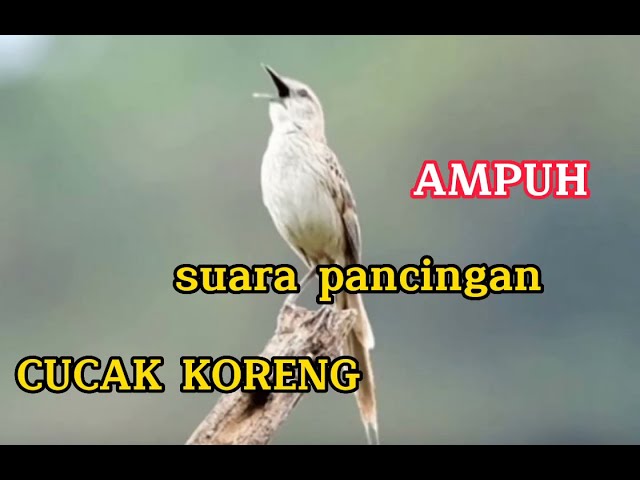 SUARA PANCINGAN AMPUH BURUNG CICA KORENG DI ALAM LIAR class=