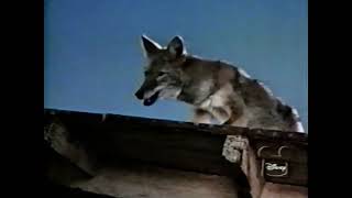 Walt Disney's 'Chico, The Misunderstood Coyote' Season 8 Ep 4