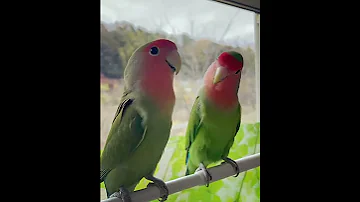 اصوات طيور تغريده بغباء الروز 