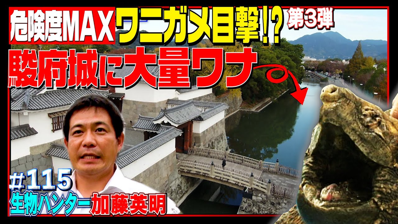 駿府城×大量ワナ=特大カメ確保！【危険度MAX】徳川家康最後の居城にワニガメ情報…ワナで捕獲作戦！≫生物ハンター加藤英明・Japan wild hunter