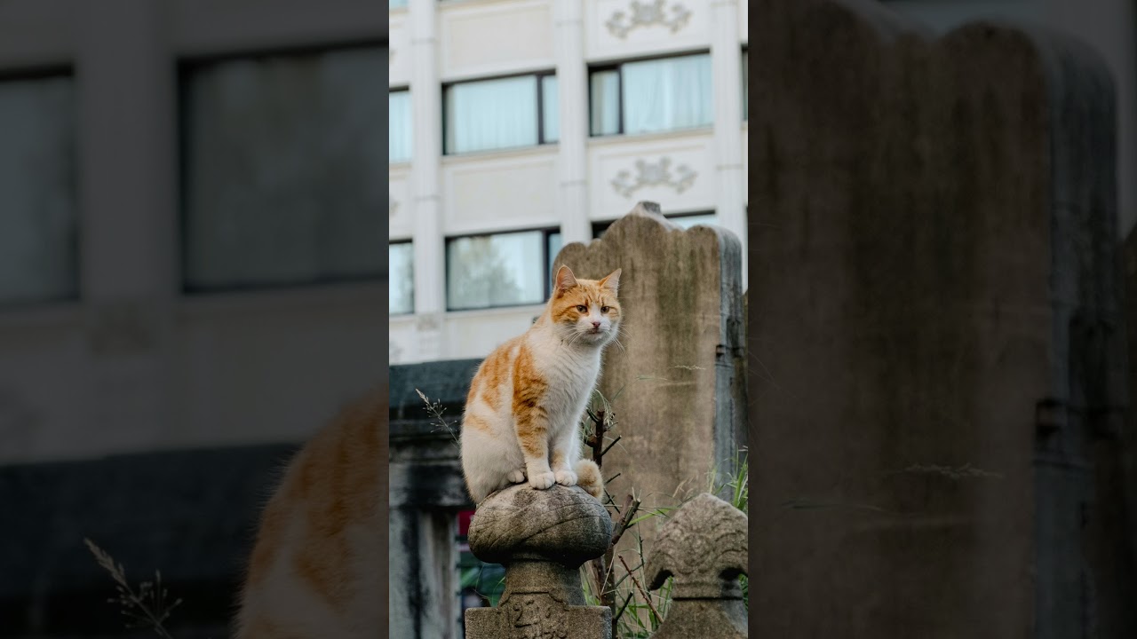 Galilean Love - Progressive Electronic Version - Teaser 