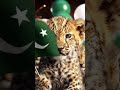 Mitti ky taweez bna ky| Happy Independence day| 14 August
