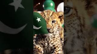 Mitti ky taweez bna ky| Happy Independence day| 14 August