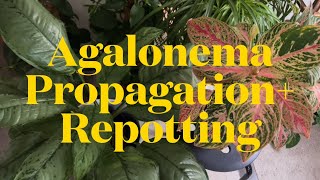 Chinese Evergreen Agalonema Plant Problems. Propagation - Root Division Method With Updates