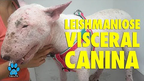 Como começa a Leishmaniose?