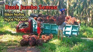 Muat sawit di kalimantan buah nya besar semua bikin pemuat nya ngos ngosan - Kelapa Sawit Terbaik