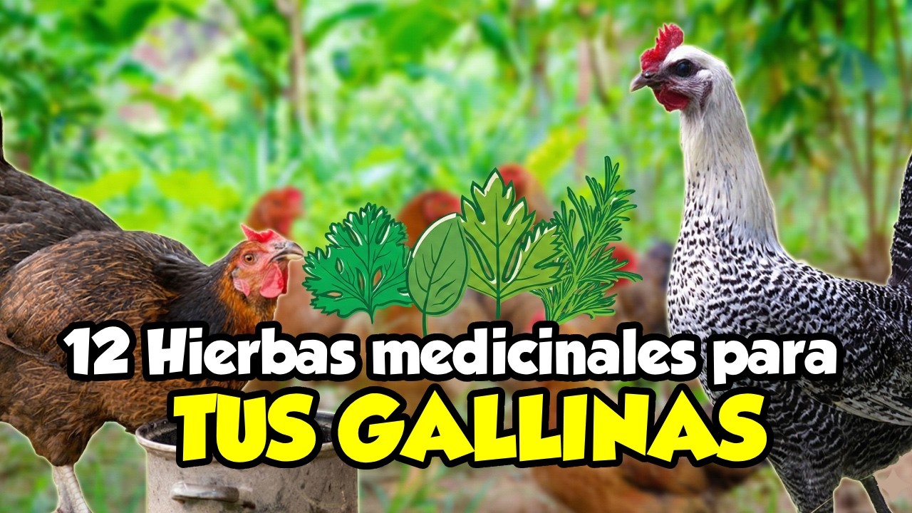 12 Hierbas MEDICINALES para GALLINAS 🌿(Beneficios REALES y Cómo Usarlas) | Parte 2