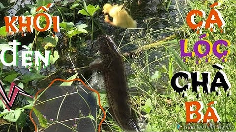 Câu Cá Lóc Bằng Vịt Con“ Với những pha hấp dẫn