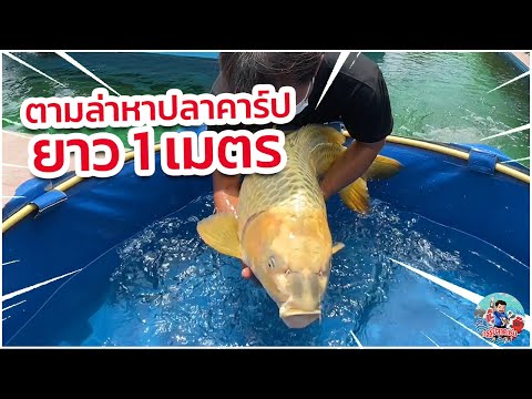 วีดีโอ: วิธีจับปลาคาร์ฟตัวใหญ่