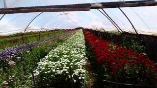 Matsumoto Asters Week 35