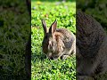 #rabbit #cute #ihavethisthingwithplants #cuteanimals #lifeisbutadream #bunny