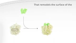 Revolution Medicines KRAS pathway animation