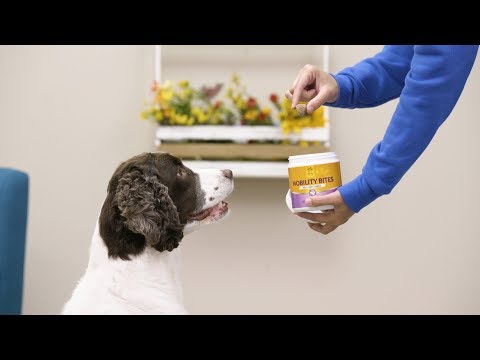 Zesty Paws Supplements for Dogs & Cats | Chewy