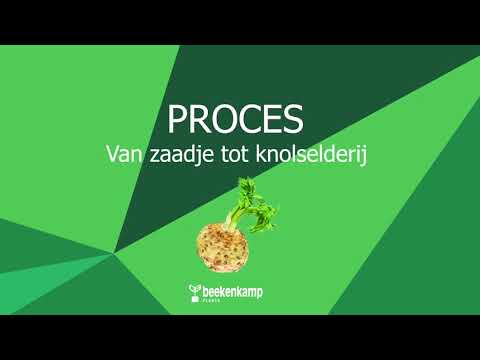 Video: Volledige Chemische Samenstelling Van Knolselderij