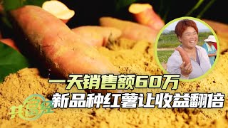 一天销售额60万！新品种红薯大受欢迎，抗病性强成最大亮点，农户收益翻了好几倍！|「共富经」20240307