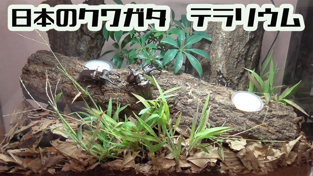 日本のクワガタ大集合 雑木林クワガタテラリウム Youtube