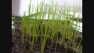 Timelapse video of ryegrass growing