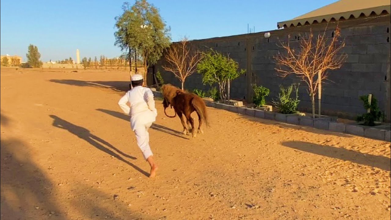 الخيل هرب من المزرعه 😓