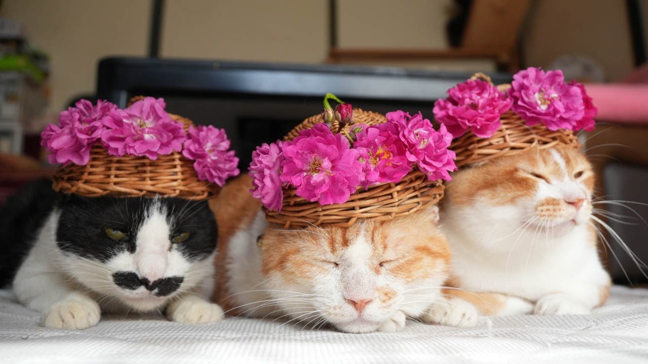 のせ猫 薔薇の花 のせ猫 250630 - YouTube