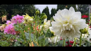 Live:  My home garden with dinnerplate dahlias lilies   many more flowers