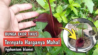 keladi tikus variegata sangat langka tumbuh di depan rumah ku || Review Singkat !!!