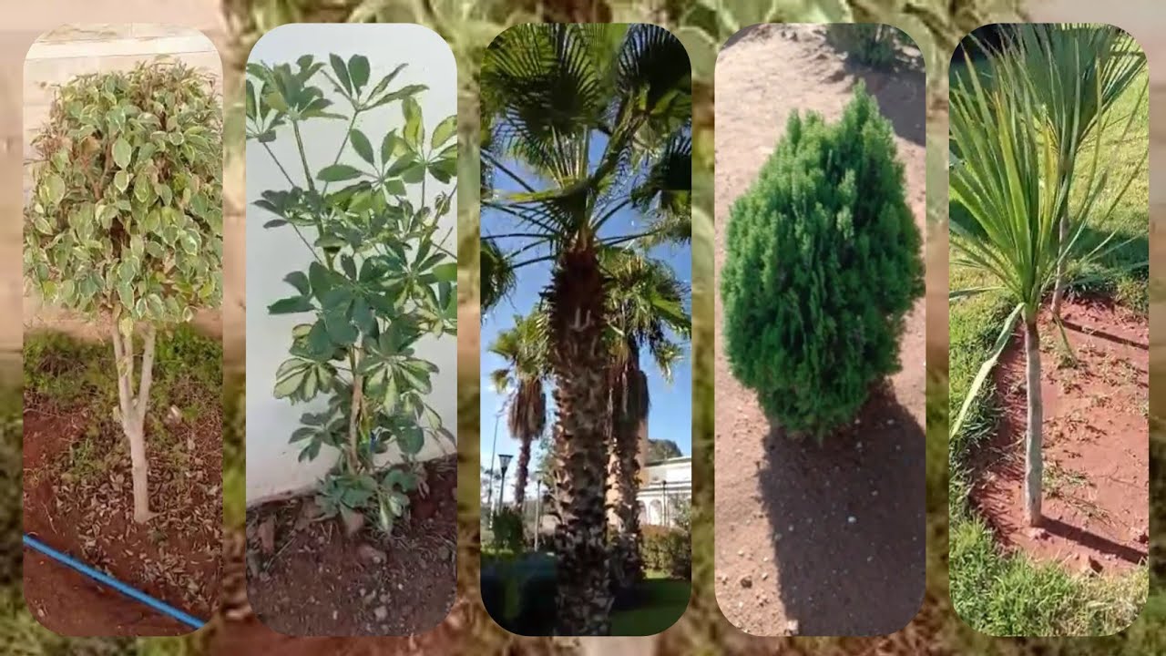 أنواع الشجيرات التي تغرس في الحديقة أو البيت ومعلومات مهمة عنها