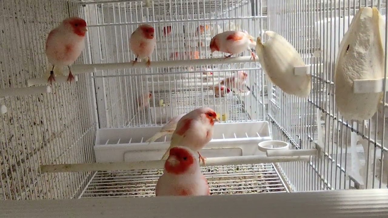 Canarini: Siamo a 11.30 di luce!!!