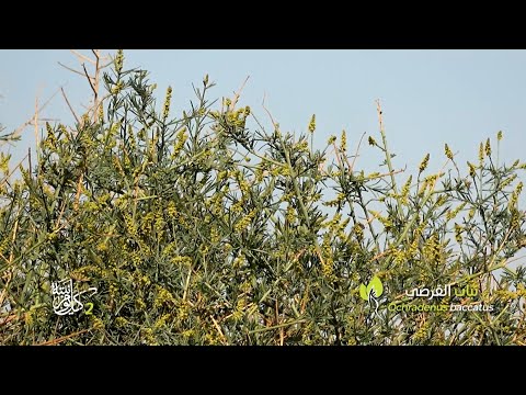البرنامج البيئي التوعوي كل يوم نبتة الجزء الثاني - حلقة نبات القرضي 22