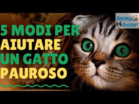 Video: Come smettere di avere paura dei gatti: 15 passaggi