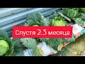 КАПУСТА ЗА 2 5 МЕСЯЦА МОЖНО ВЫРАСТИТЬ И НА БАЛКОНЕ