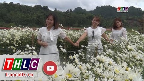 Vườn cúc Họa Mi thu hút khách ở Võ Lao| THLC